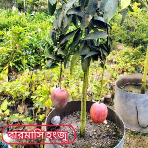 হংজু