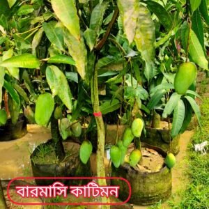 কাটিমন