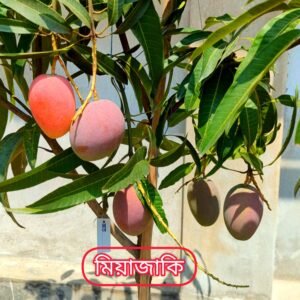 মিয়াজাকি