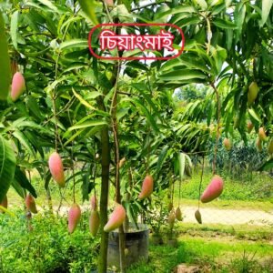 চিয়াংমাই