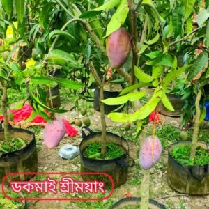 ডকমাই শ্রীময়াং